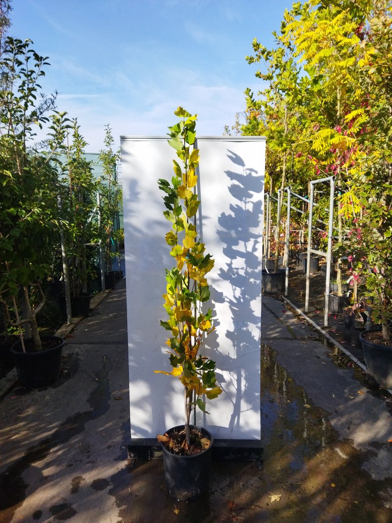 Liriodendron tulipifera ´Fastigiata´
