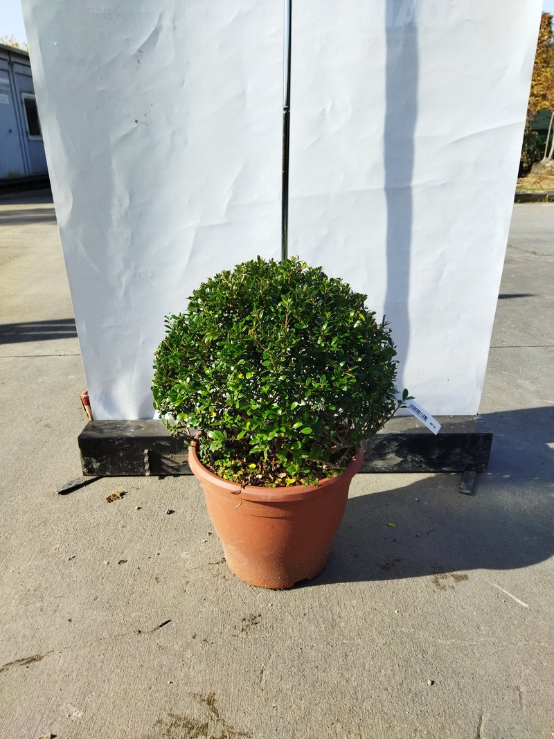 Ilex crenata ´Stokes´