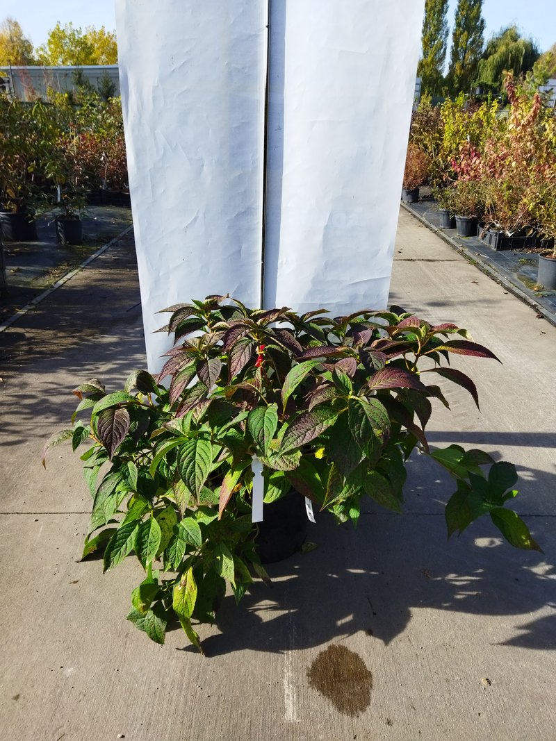 Hydrangea serrata ´Bluebird´
