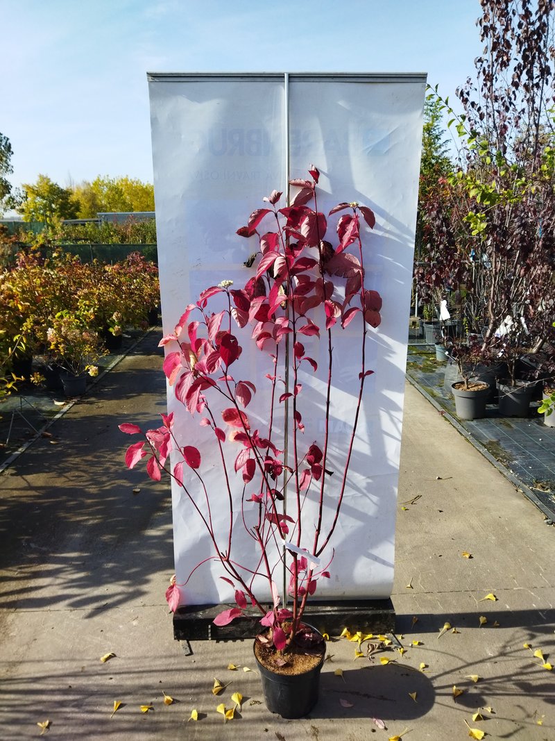 Cornus alba ´Sibirica´