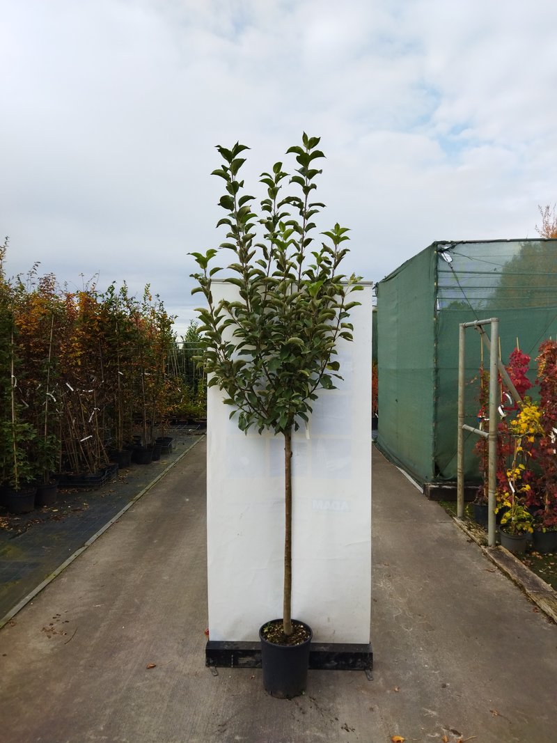 Malus domestica ´Red Delicious´