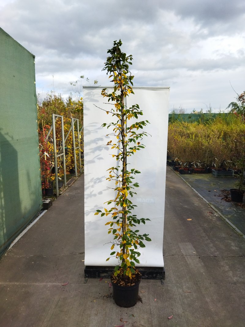 Carpinus betulus
