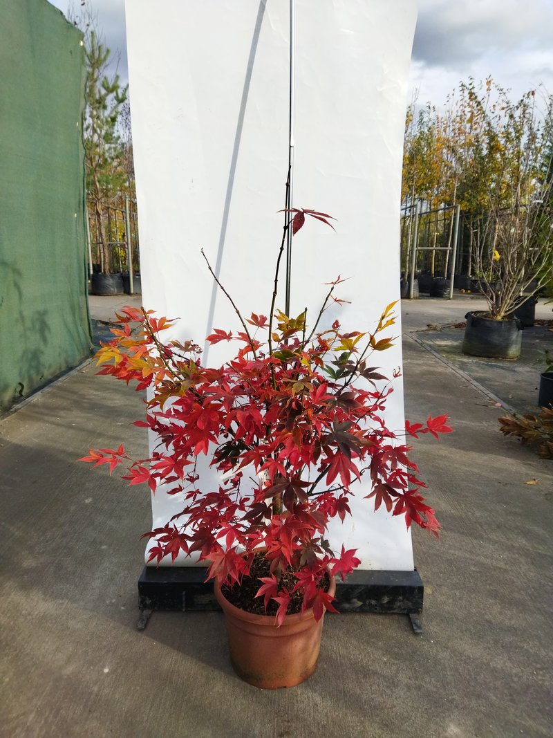 Acer palmatum ´Osakazuki´