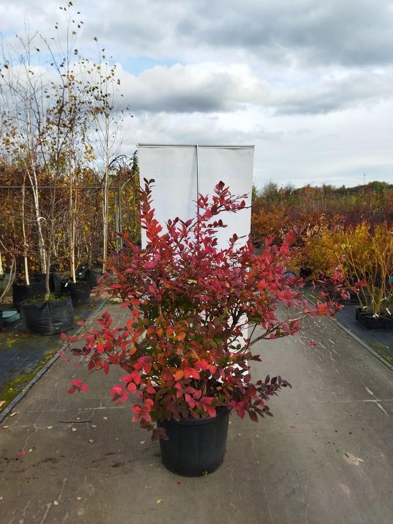 Vaccinium corymbosum