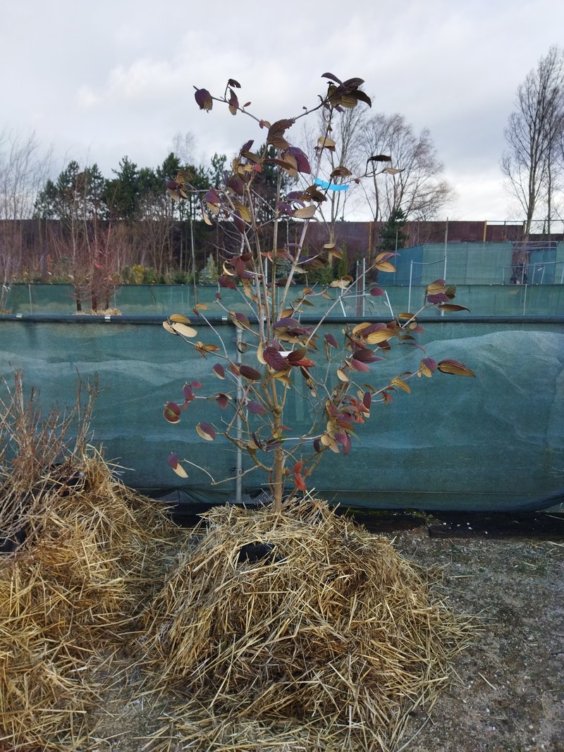 Viburnum rhytidophyllum ´Willow Wood´