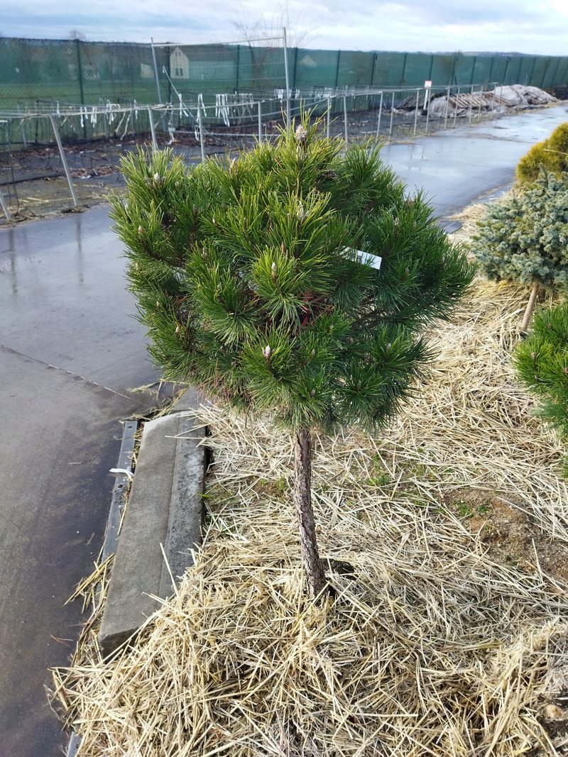 Pinus mugo ´Hesse´