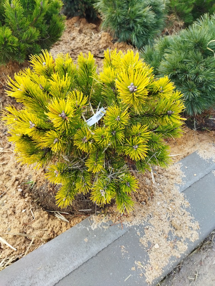 Pinus mugo ´Winter Gold´